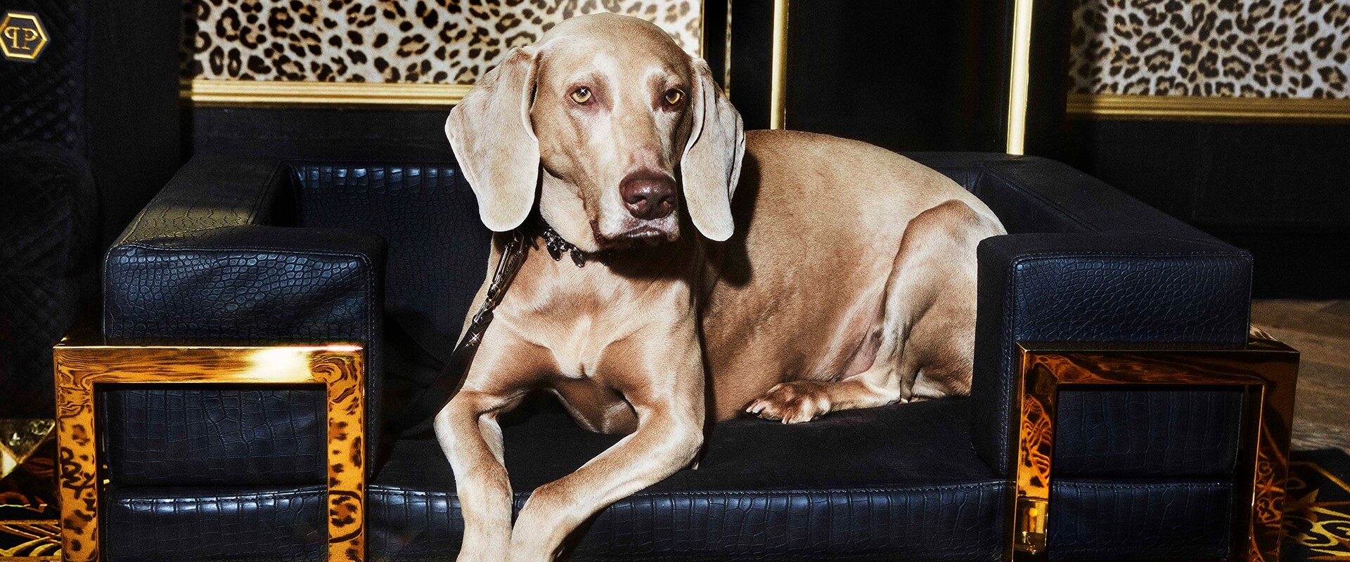Philipp Plein on Turning a €1,500 Dog Bed Into a Fashion Empire